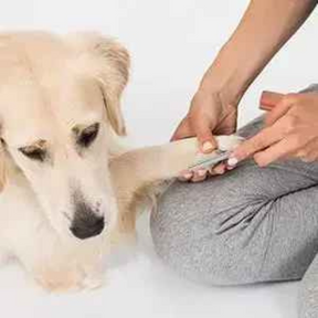 Tesoura Cortadora de Unhas para Animais de Estimação - Belamegui